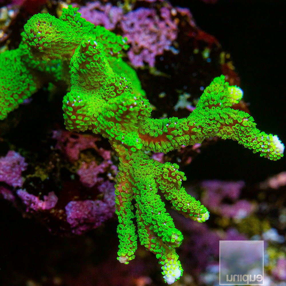 Unique Corals Neon Polyp Stellata Digi- Stock Frag
