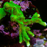 Unique Corals Neon Polyp Stellata Digi- Stock Frag