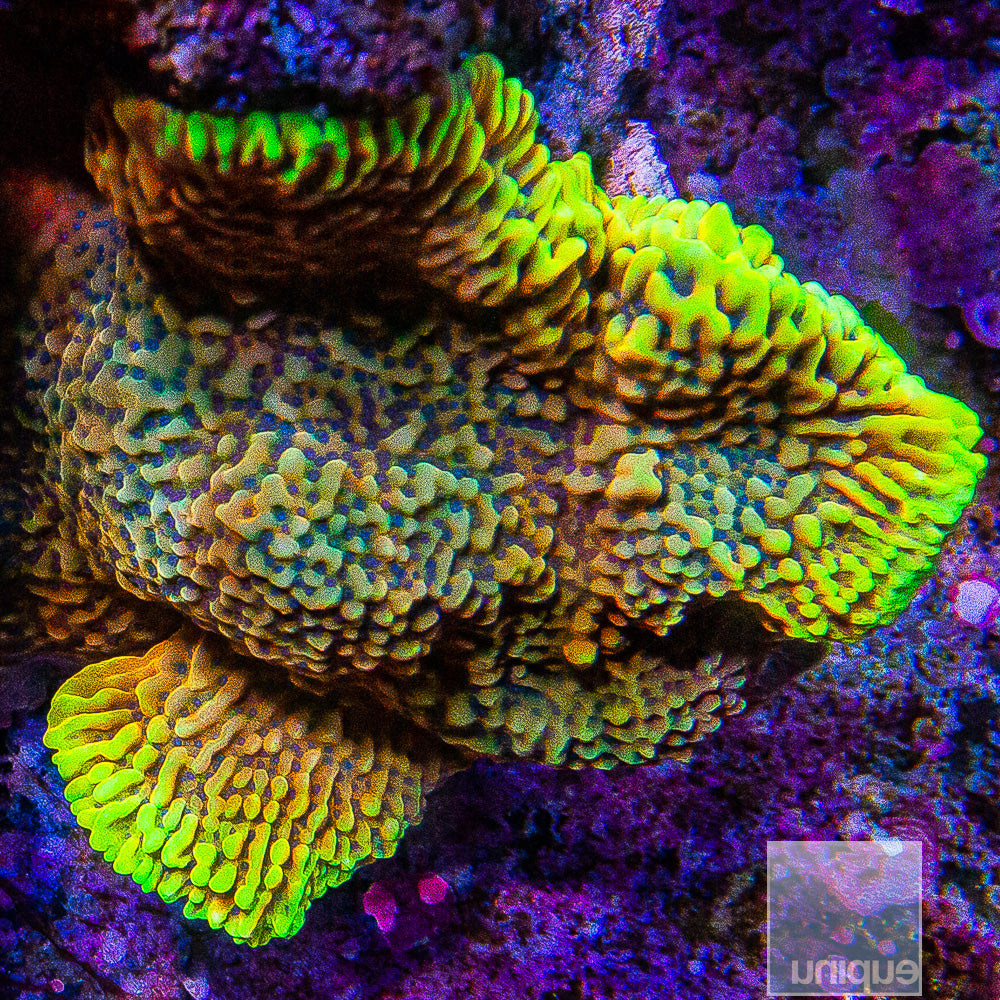 CK Peyote Montipora
