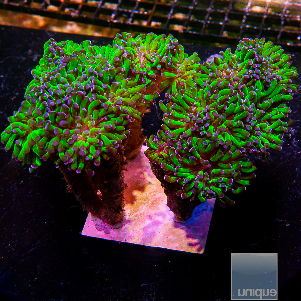 Purple Tip Branching Hammer- Single Head Stock Frag