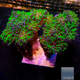 Purple Tip Branching Hammer- Single Head Stock Frag