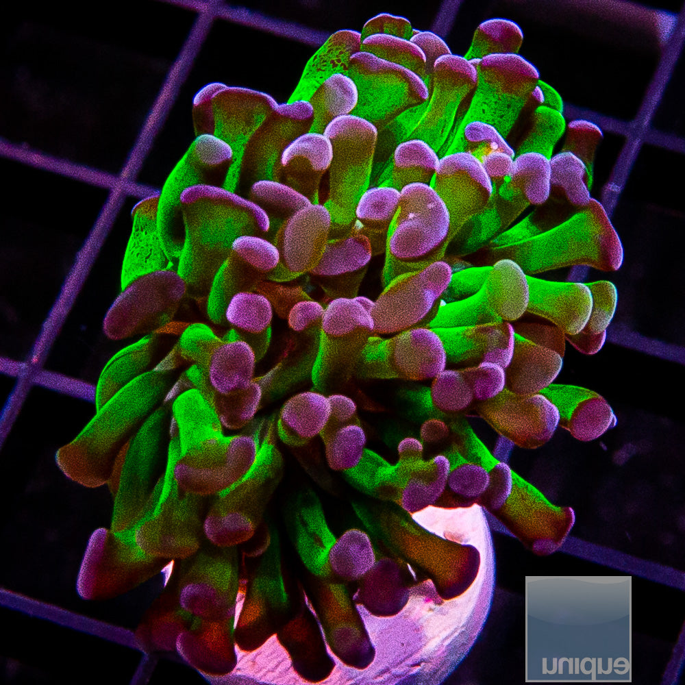 Purple Tip Branching Hammer- Single Head Stock Frag