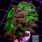 Purple Tip Branching Hammer- Single Head Stock Frag