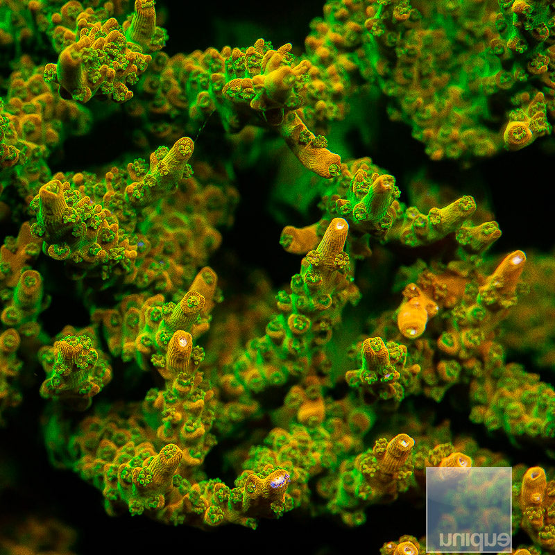 Jesmonite Coral Green Marble – Froolu