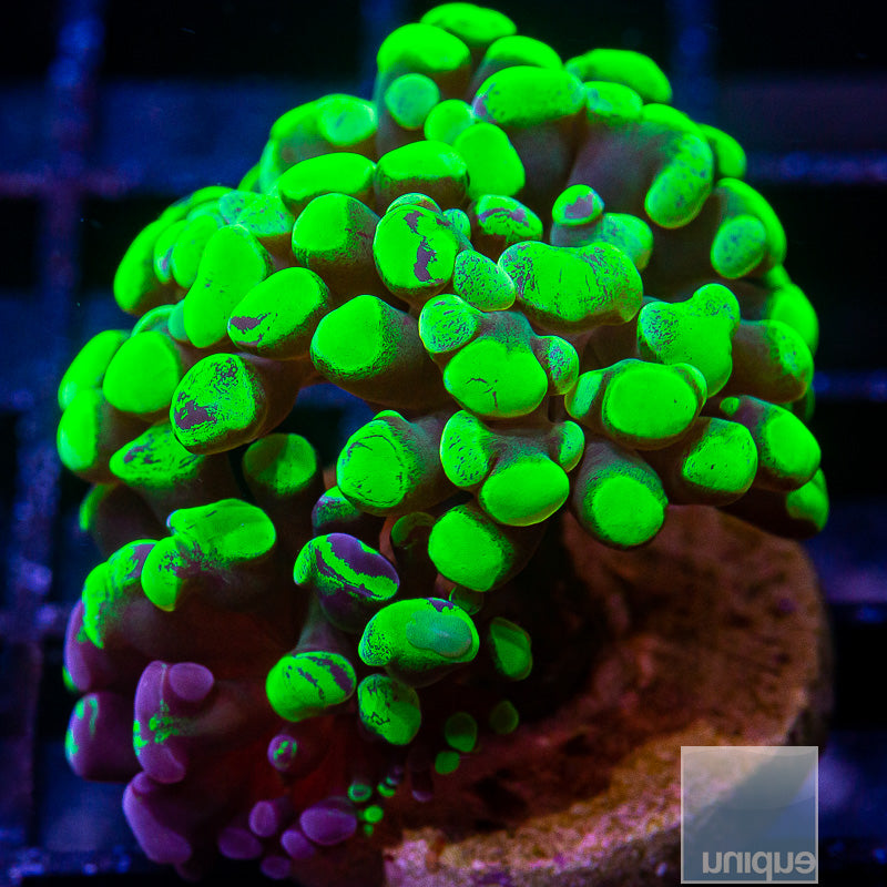 Grafted Neon Branching Hammer-WYSIWYG