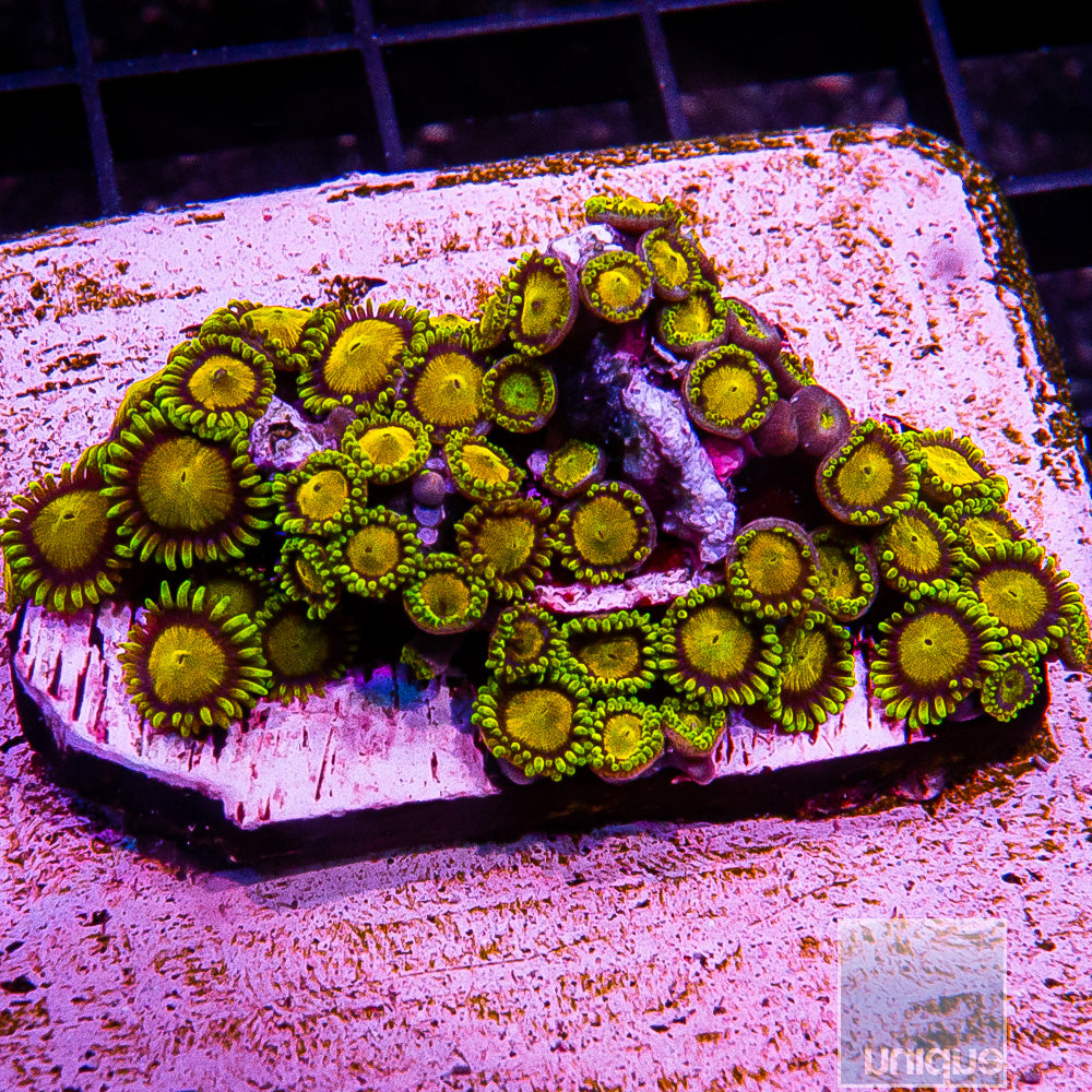 King Midas Growout Colony Disk-WYSIWYG