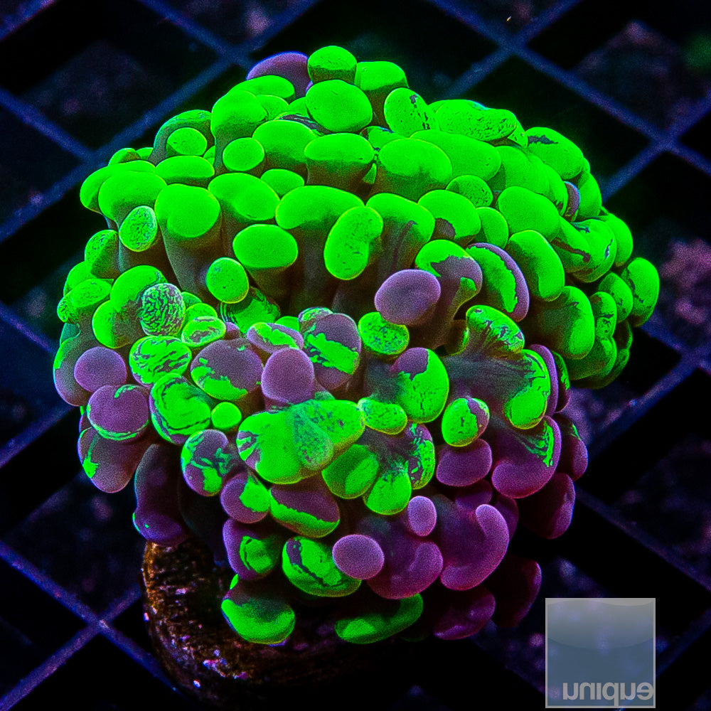 Grafted Neon Branching Hammer Double Head- WYSIWYG