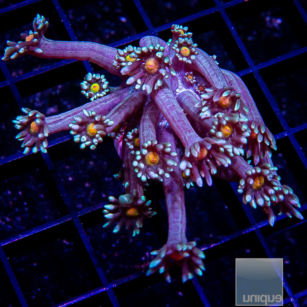 Orange Eye Goniopora Frag-WYSIWYG