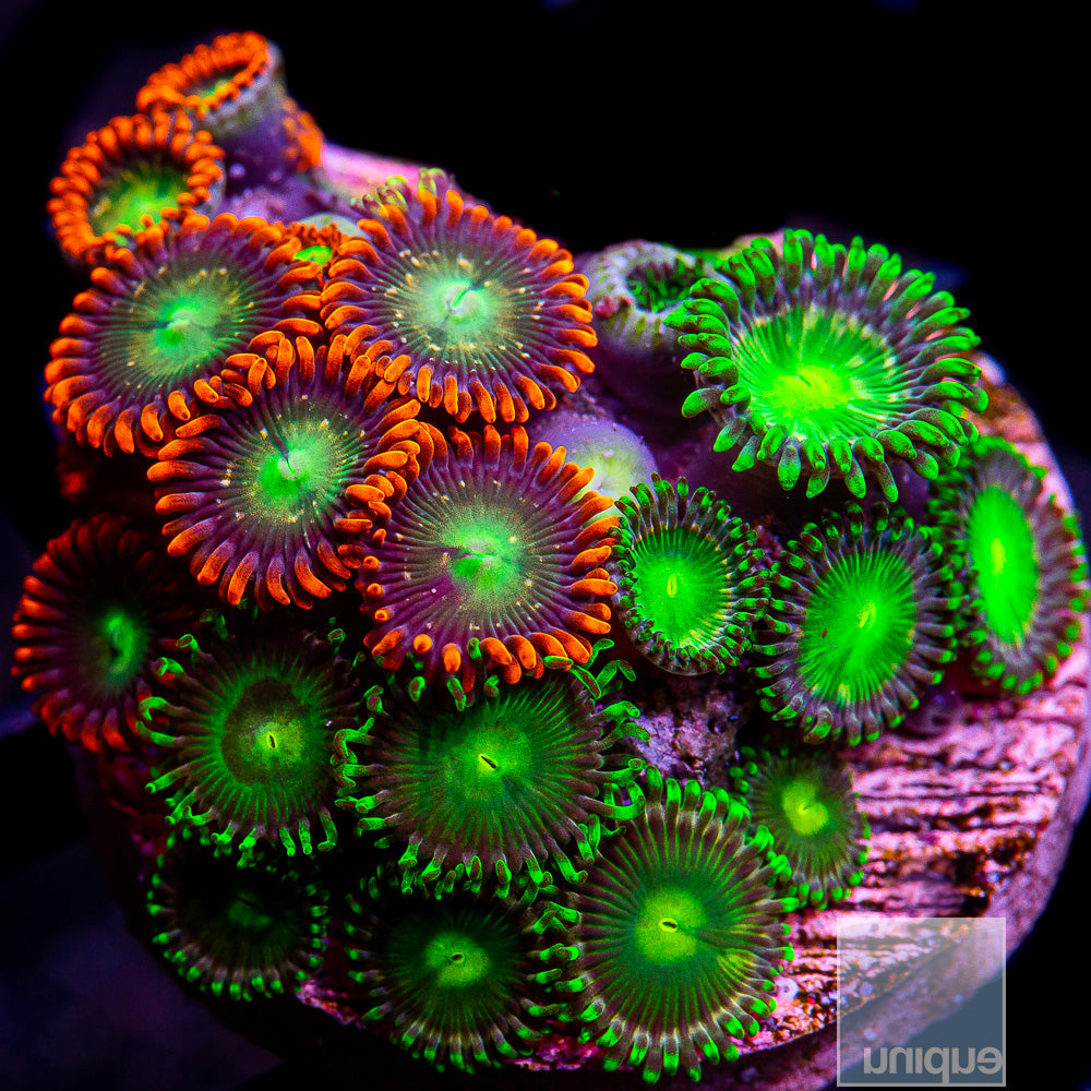 Mixed Colorful Zoanthid Frag-WYSIWYG