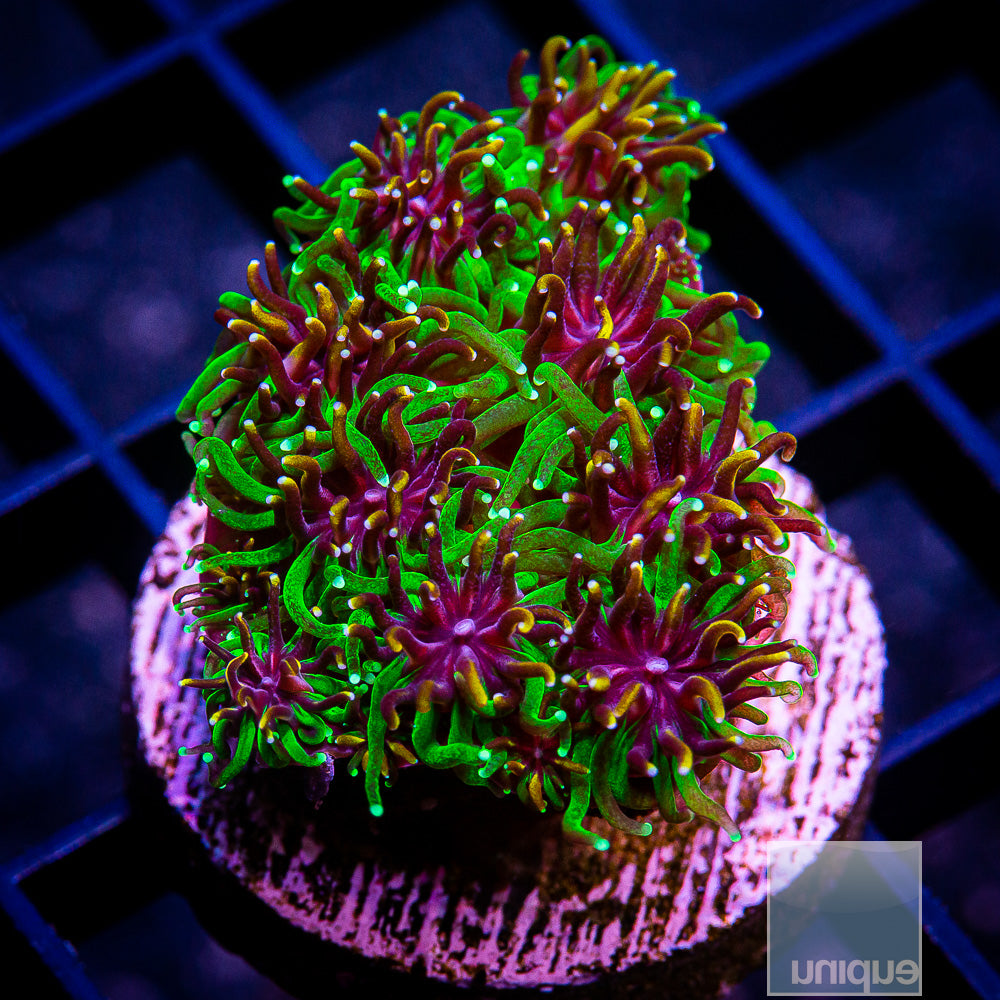 UC Gold and Green Galaxea Frag-WYSIWYG