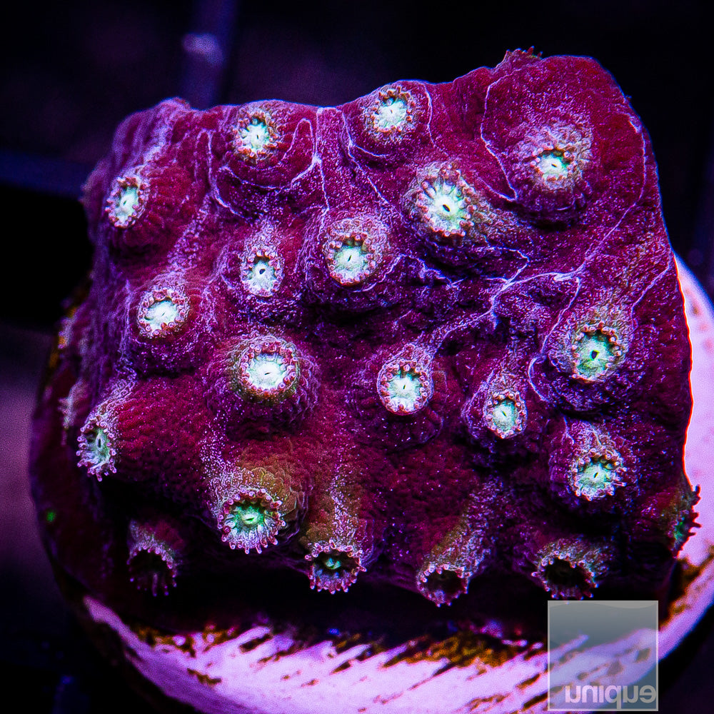 UC Starry Night Cyphastrea Frag-WYSIWYG