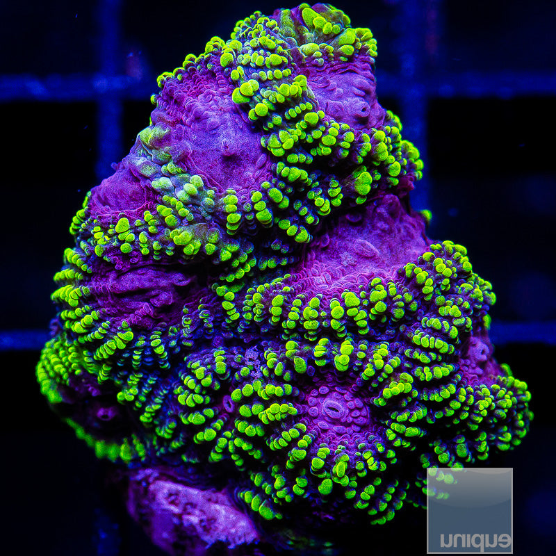 UC Raptor Favia-WYSIWYG