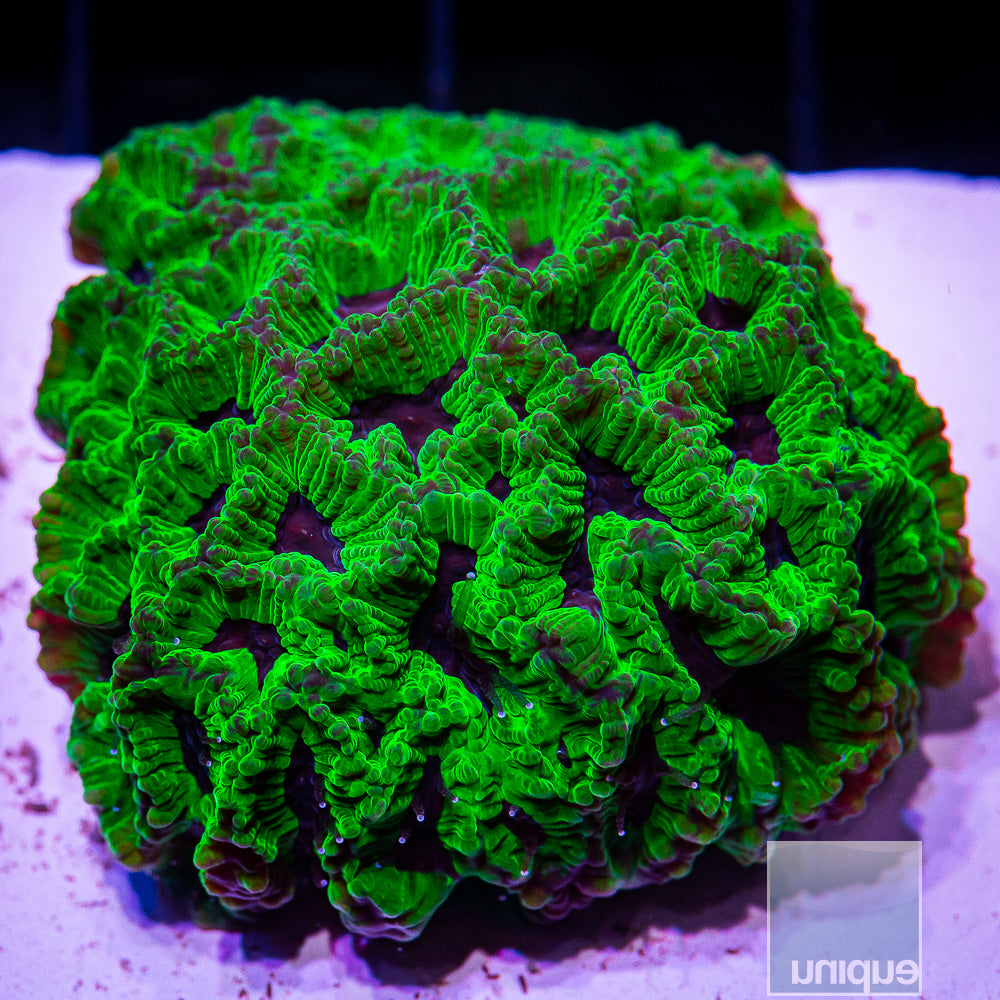 UC Favites Frag-WYSIWYG