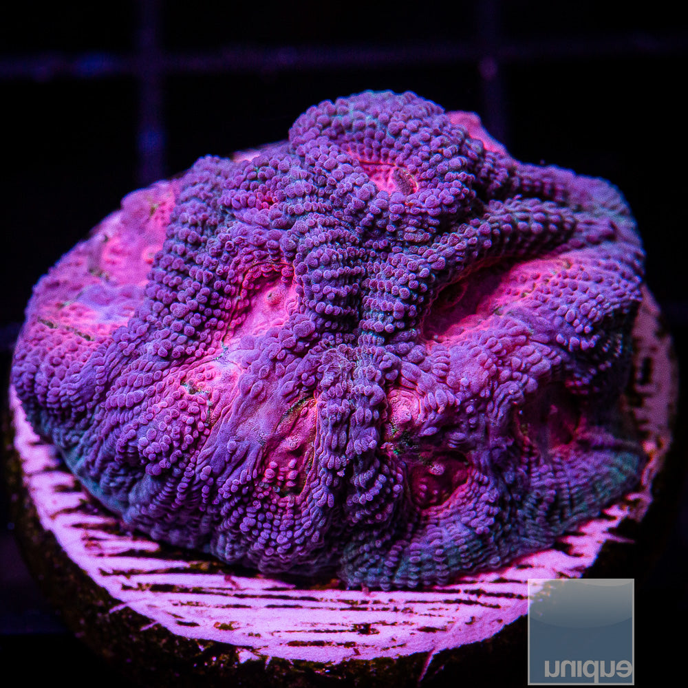 UC Baby's Breath Favia Frag-WYSIWYG
