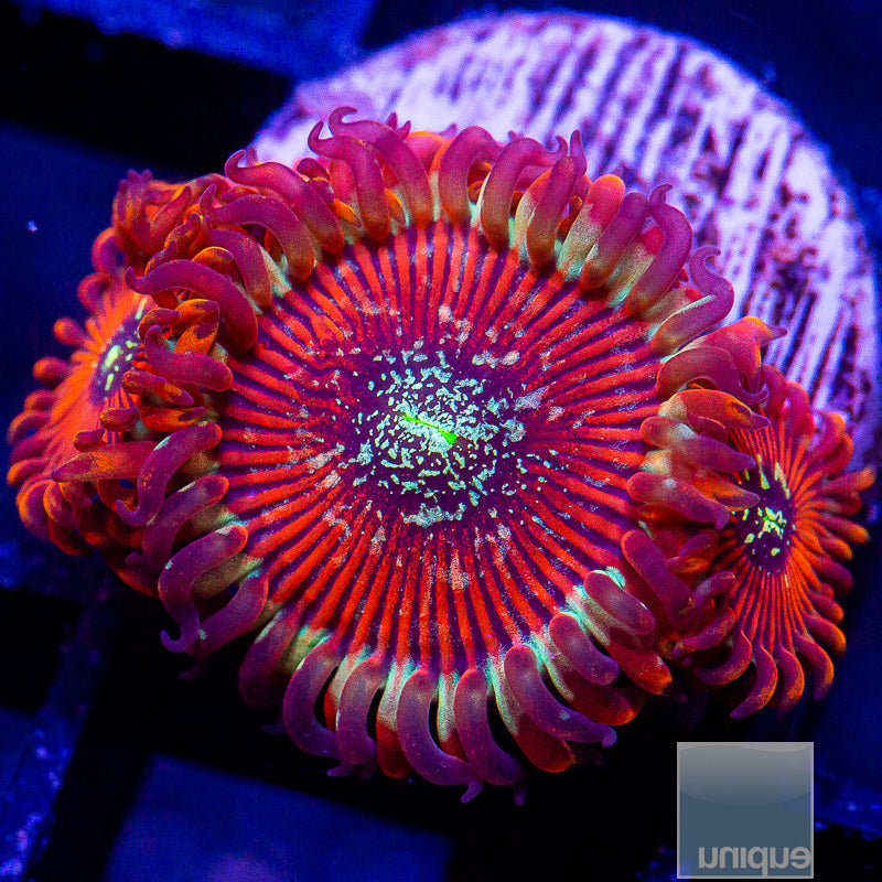 Salted Agave Zoanthid-WYSIWYG