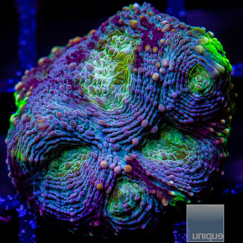 Rainbow Echinata-WYSIWYG