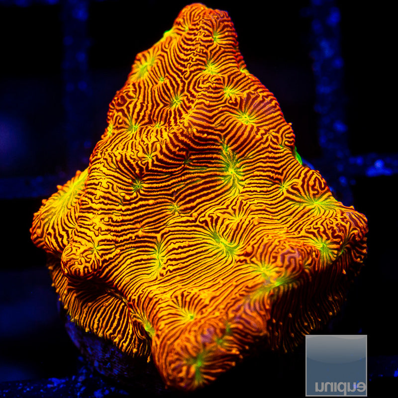 Jack O Lantern Leptoseris-WYSIWYG