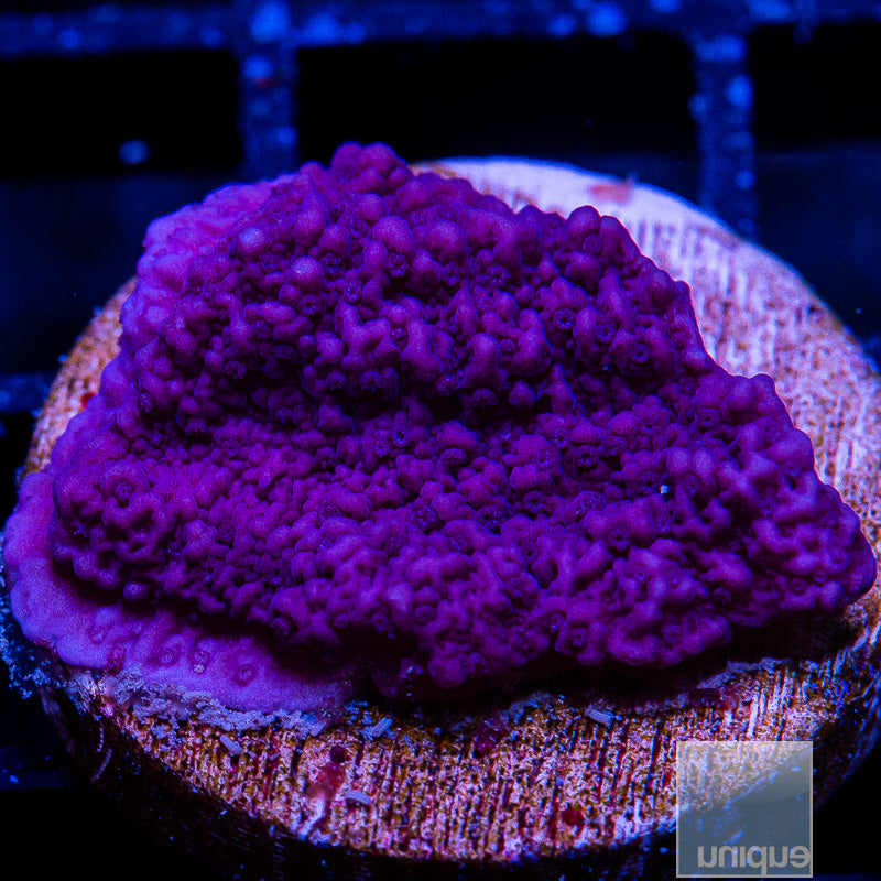 UC Super Purple Montipora cap-WYSIWYG