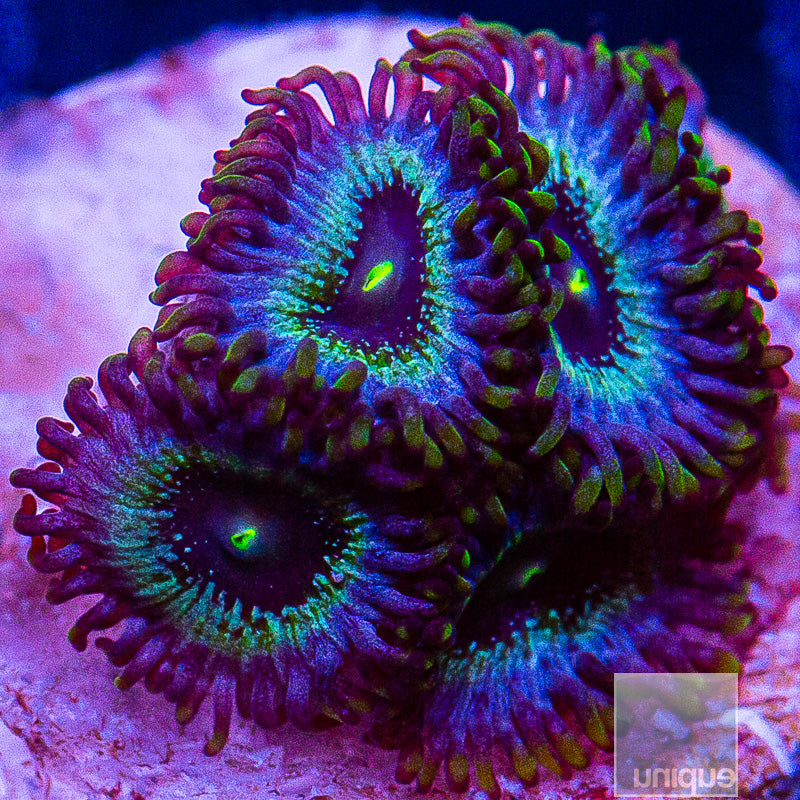 UC Blue Ghost Zoanthid-WYSIWYG