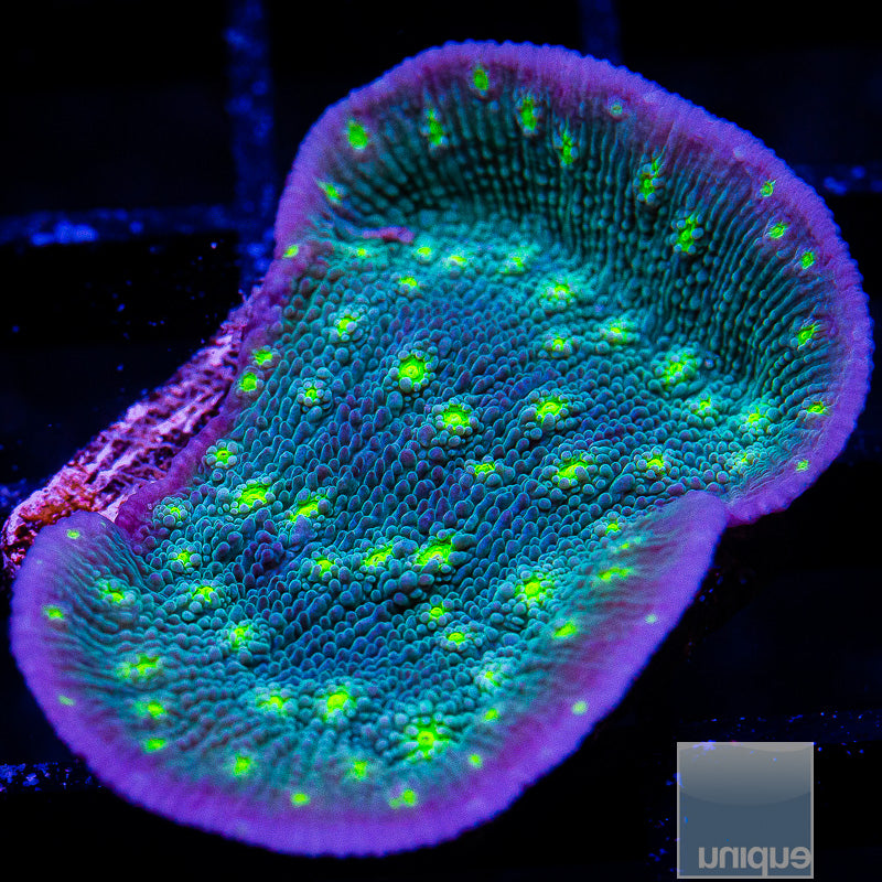 Hollywood Stunner Chalice-WYSIWYG