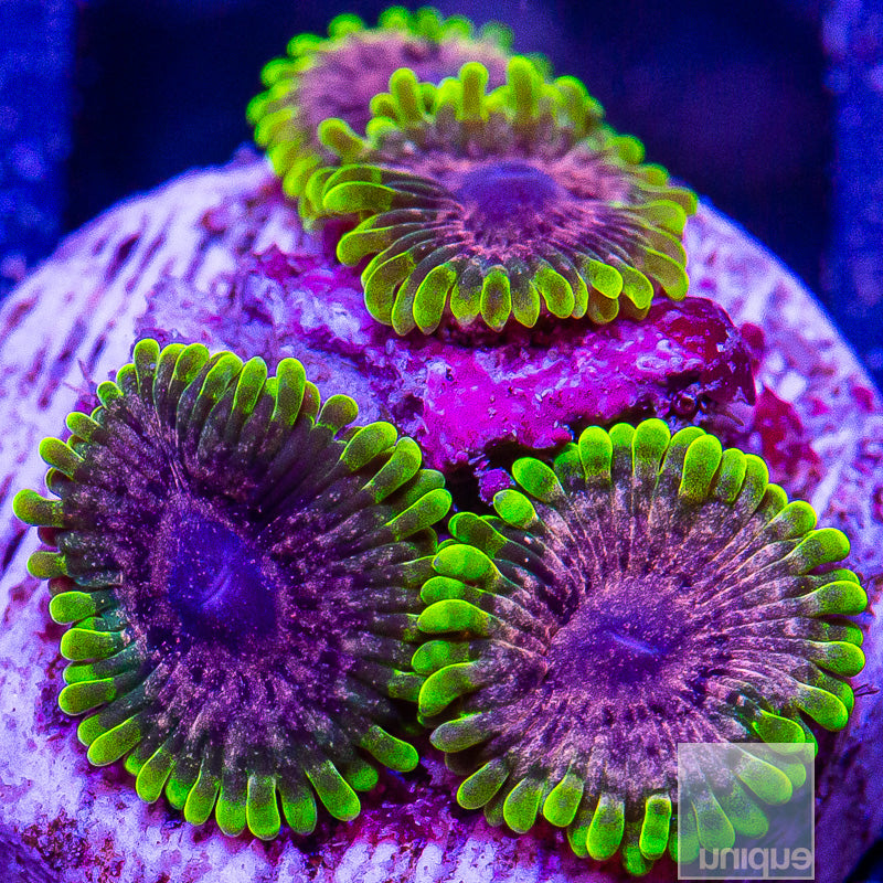 UC Atmosphere Zoanthid-WYSIWYG