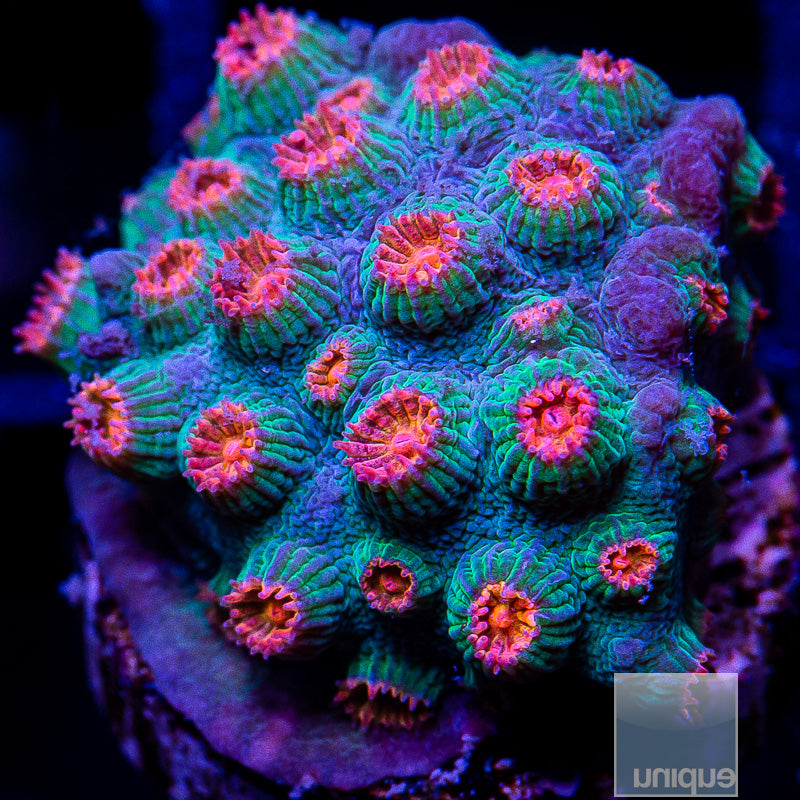 Meteor Shower Cyphastrea-WYSIWYG