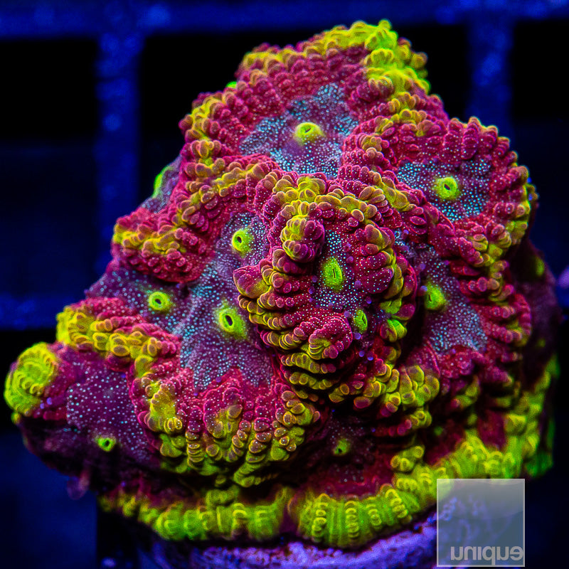 UC Iron Man Favites-WYSIWYG