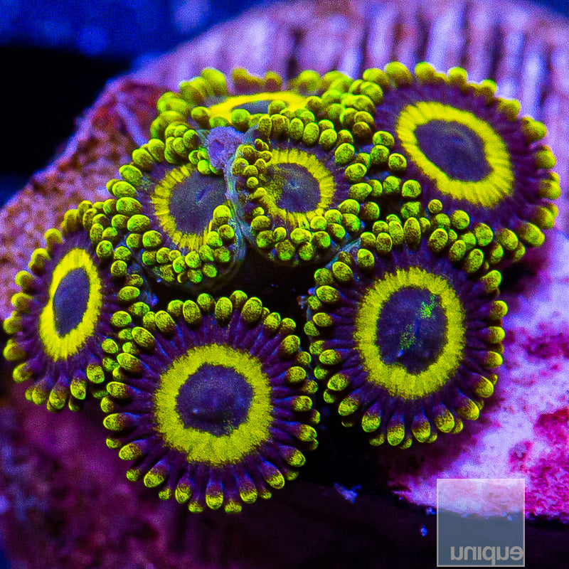 La Lakers Zoanthid-WYSIWYG