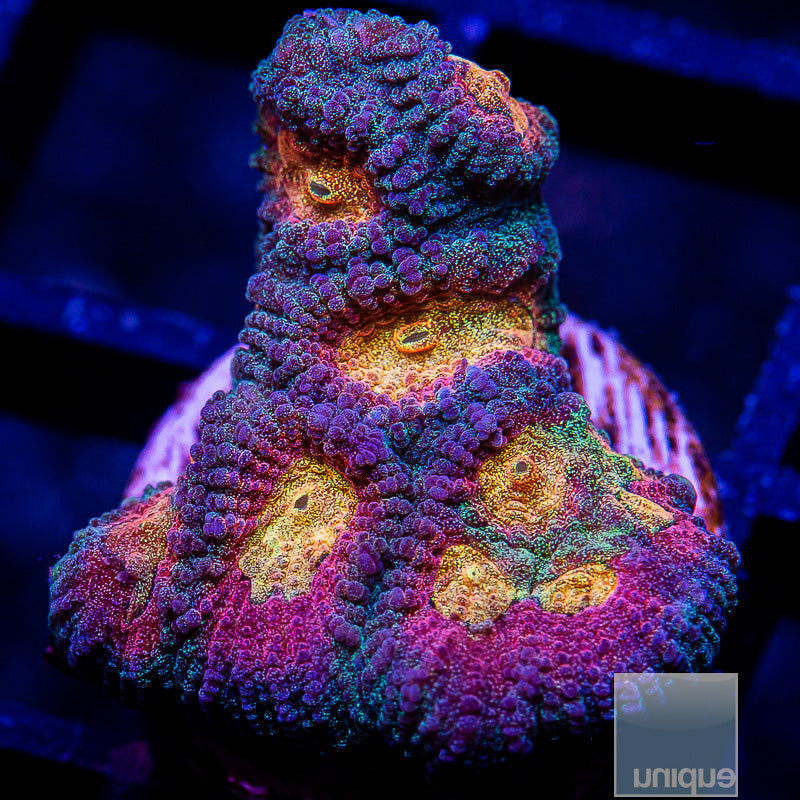 UC Tequila Sunrise Favia-WYSIWYG