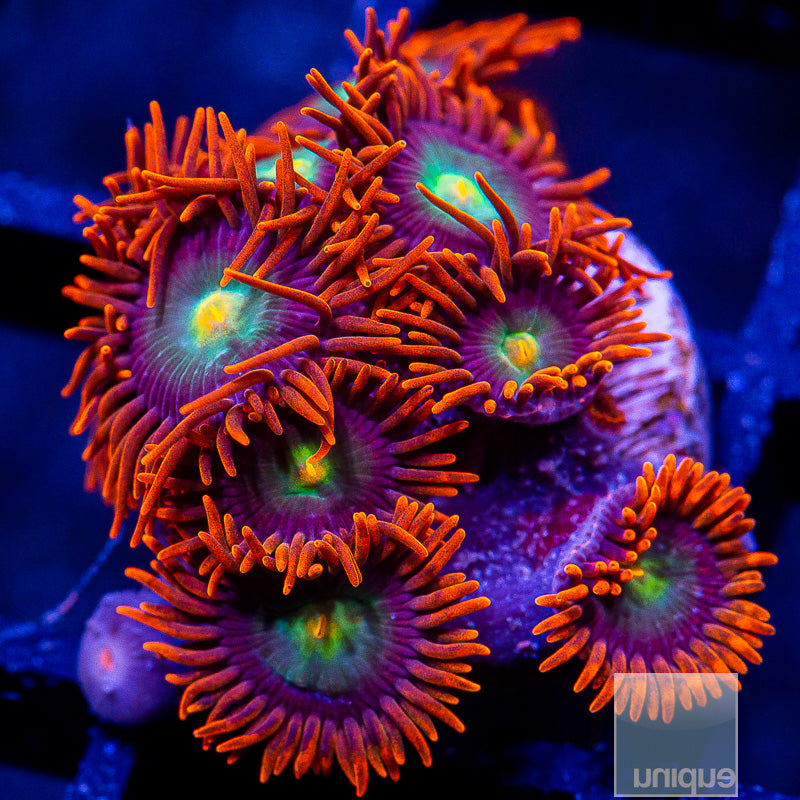 Red Skirt Zoanthid-WYSIWYG
