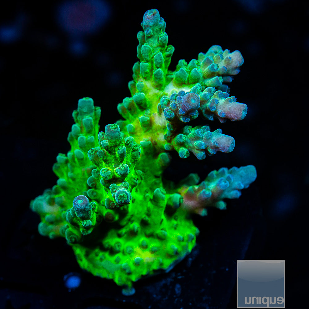 UC Incredible Hulk Large Frag-WYSIWYG