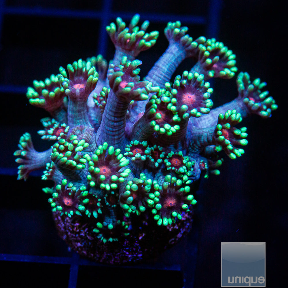 Ultra Goniopora Frag-WYSIWYG
