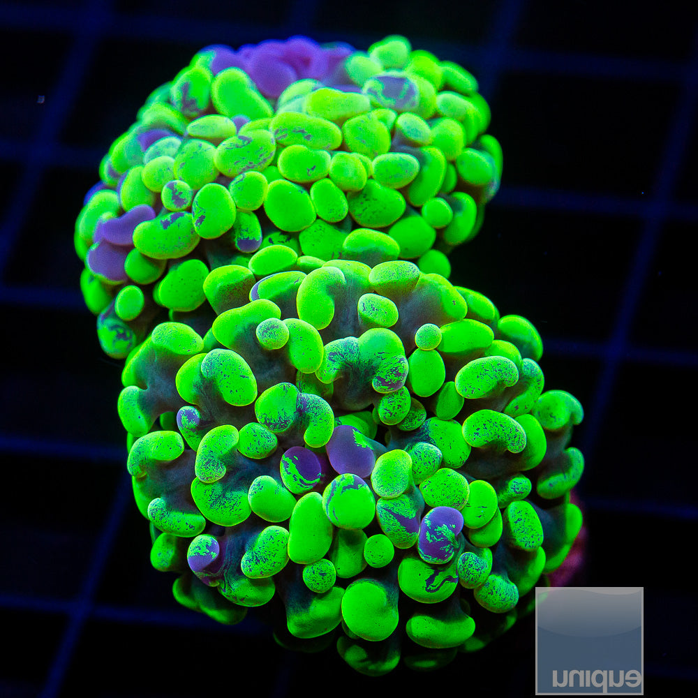 Grafted Neon Branching Hammer Double Head-WYSIWYG