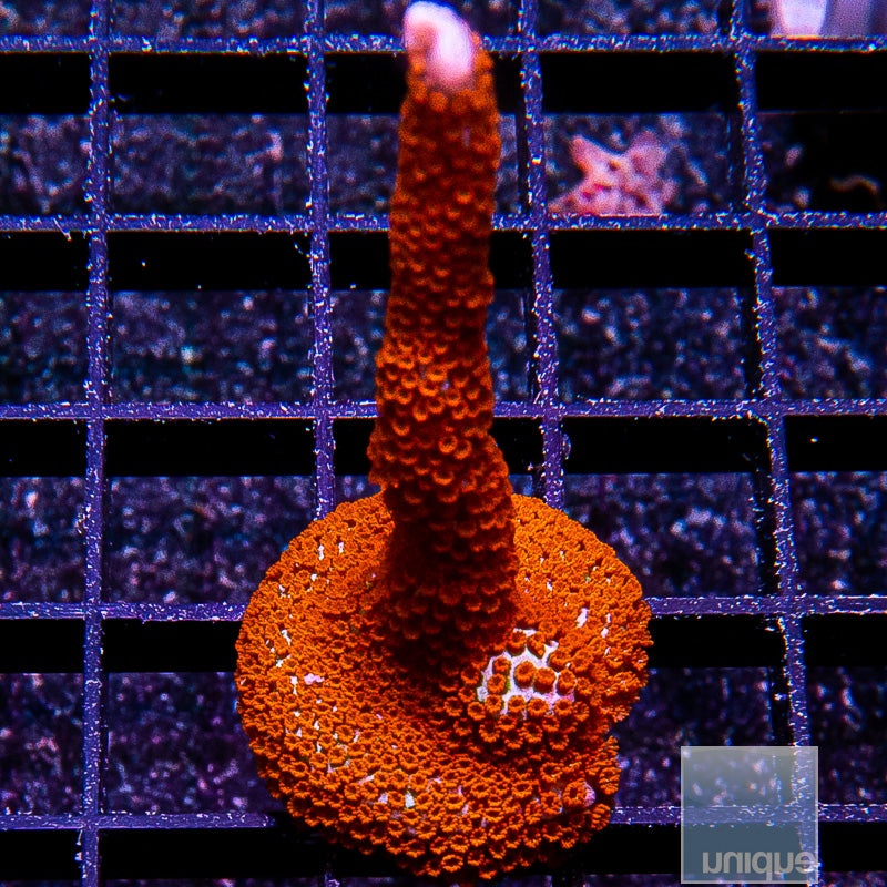 Red Montipora digi-WYSIWYG