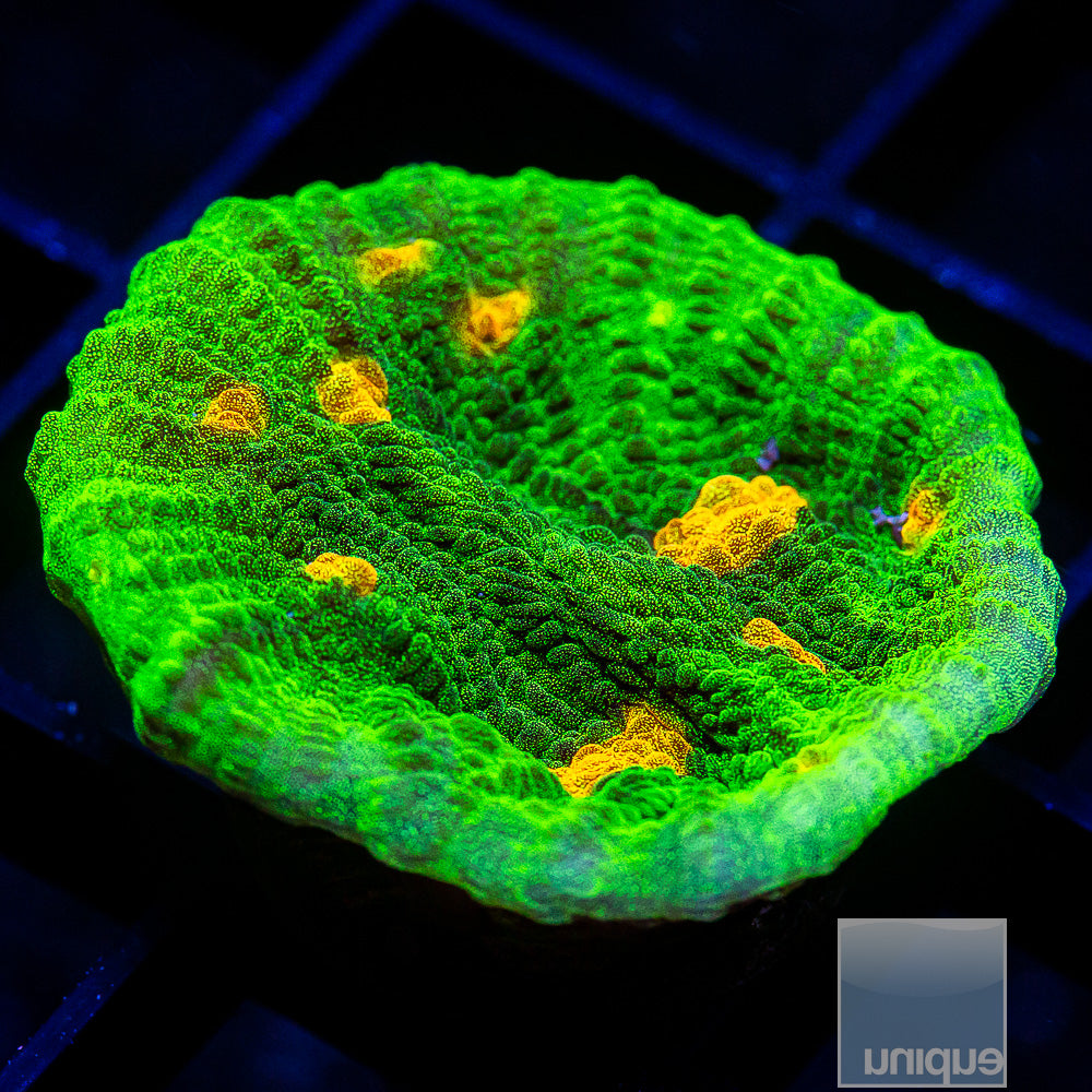 Space Invader Mycedium Frag-WYSIWYG