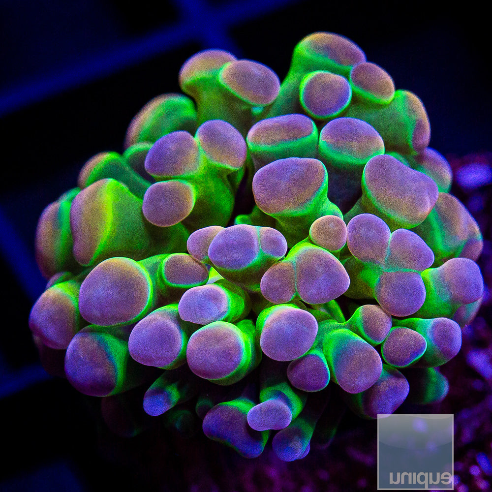 True UC Hologram Branching Hammer Frag-WYSIWYG