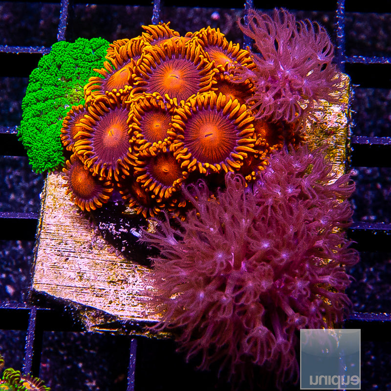 Softie Combo-WYSIWYG