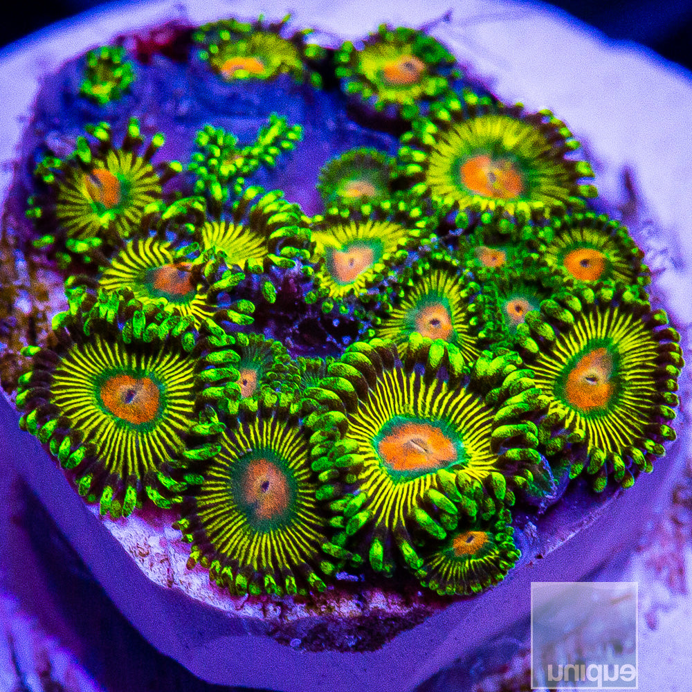 Turtle Beach Growout Mini Frag Colony-WYSIWYG