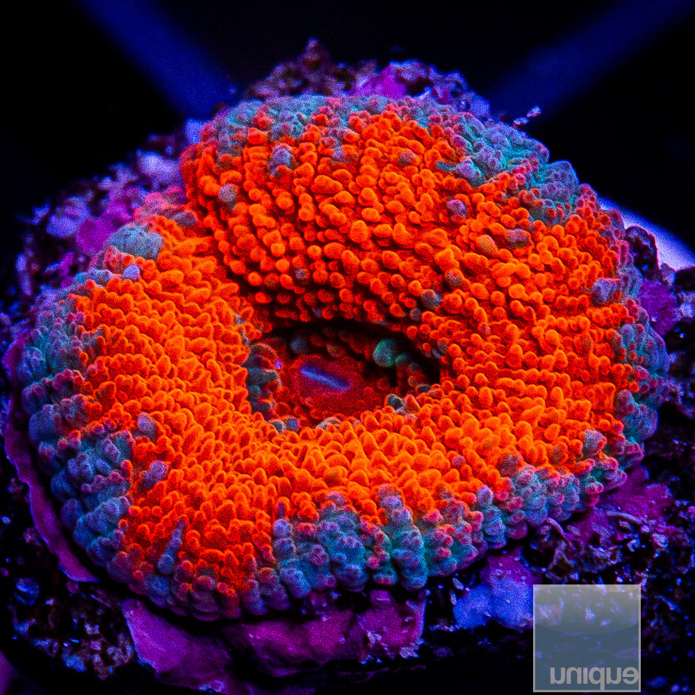 Red Center Acan Lord Frag-WYSIWYG