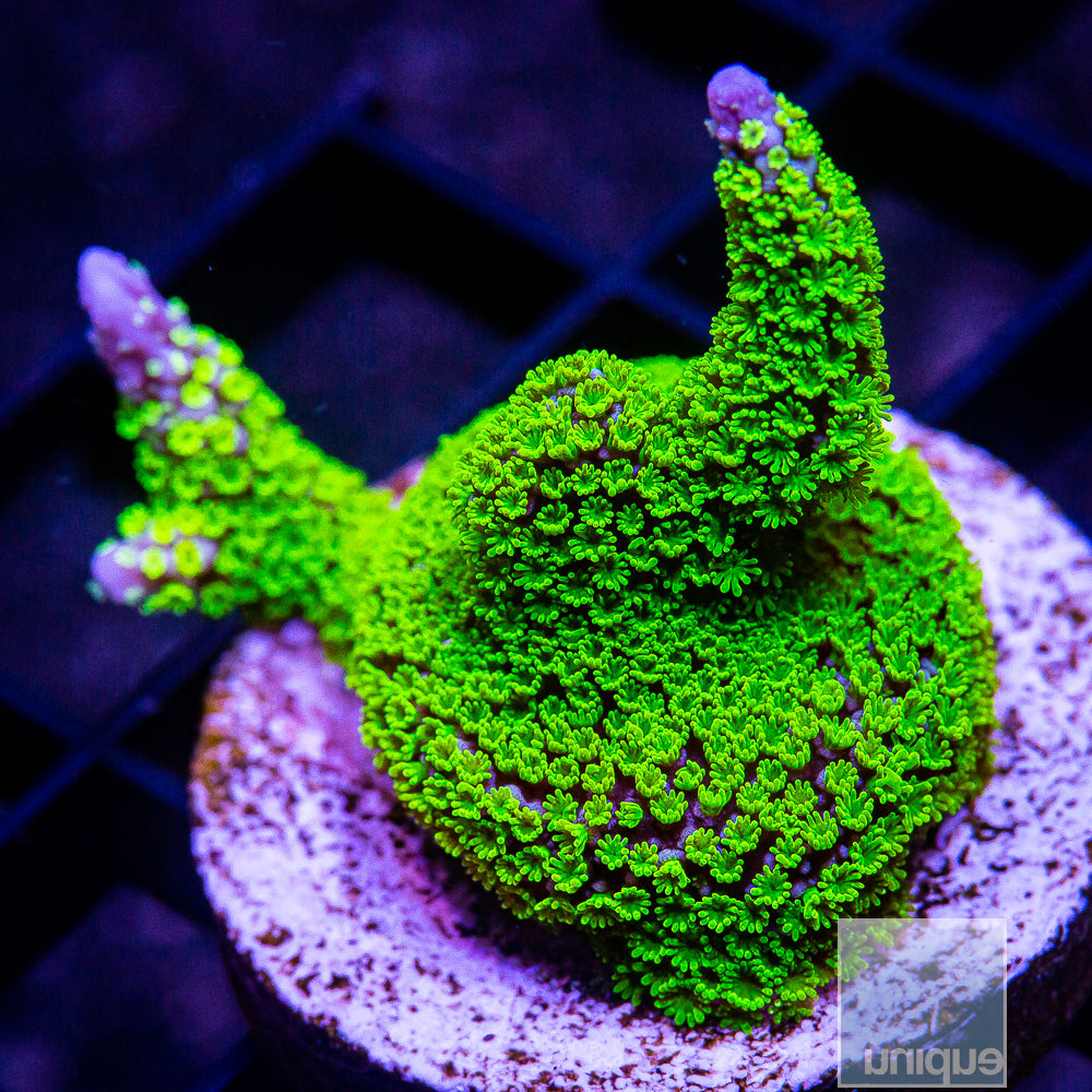 UC Neon Polyp Digi Stellata Chunky Frag-WYSIWYG