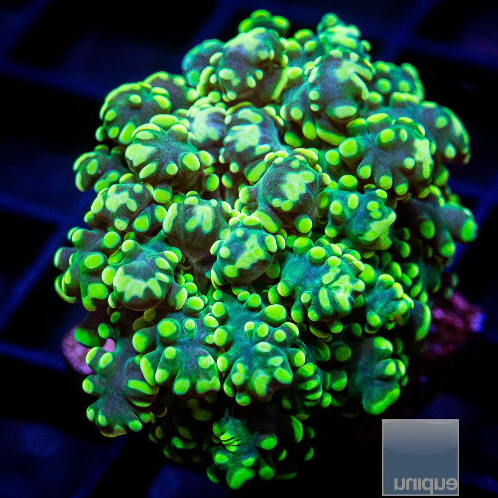 Green Octospawn Frag-WYSIWYG