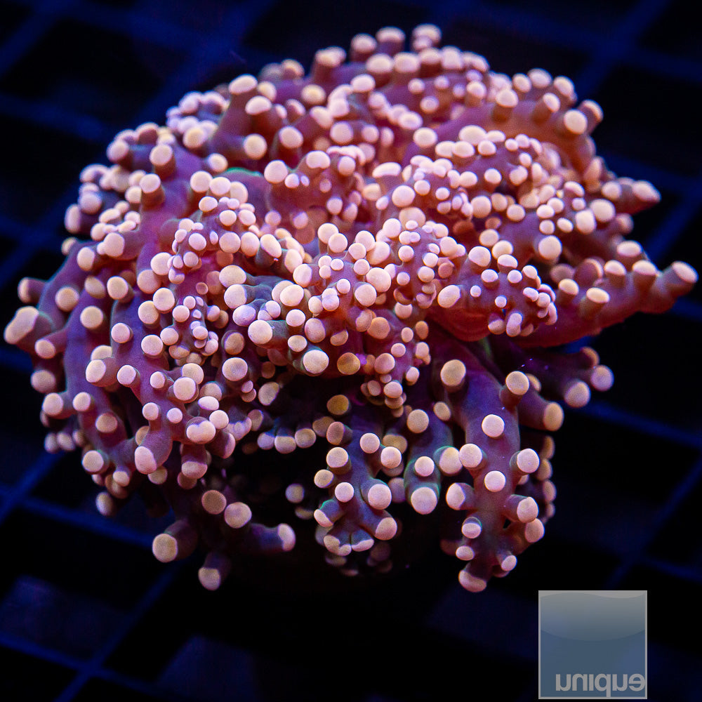 Peach Frogspawn Frag-WYSIWYG