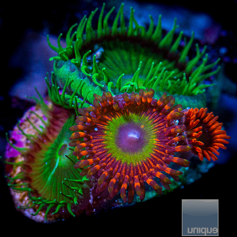 Mixed Zoa Frag-WYSIWYG
