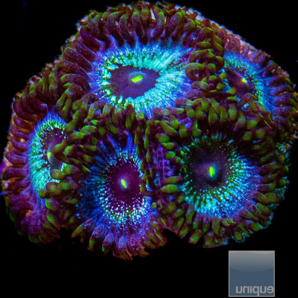 UC Blue Ghost Frag-WYSIWYG