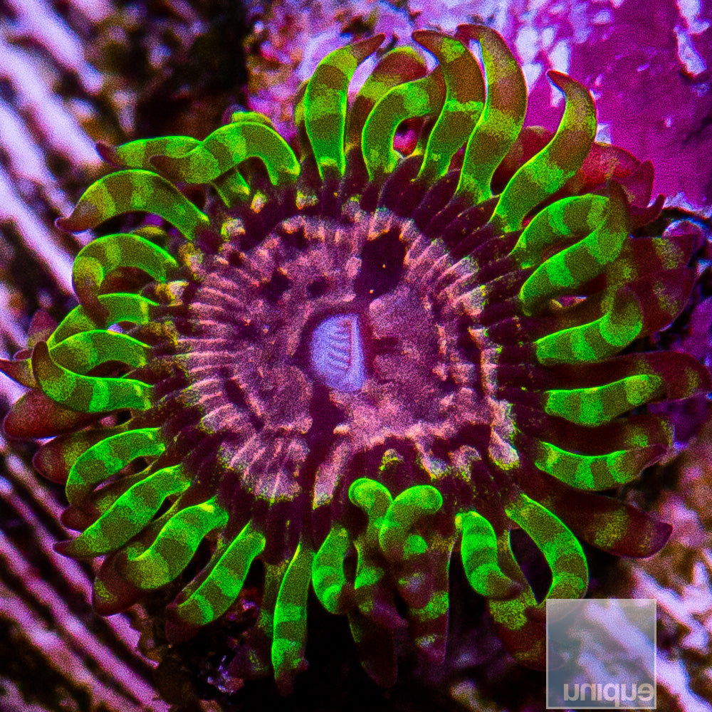 UC Atmosphere Zoanthid Frag-WYSIWYG