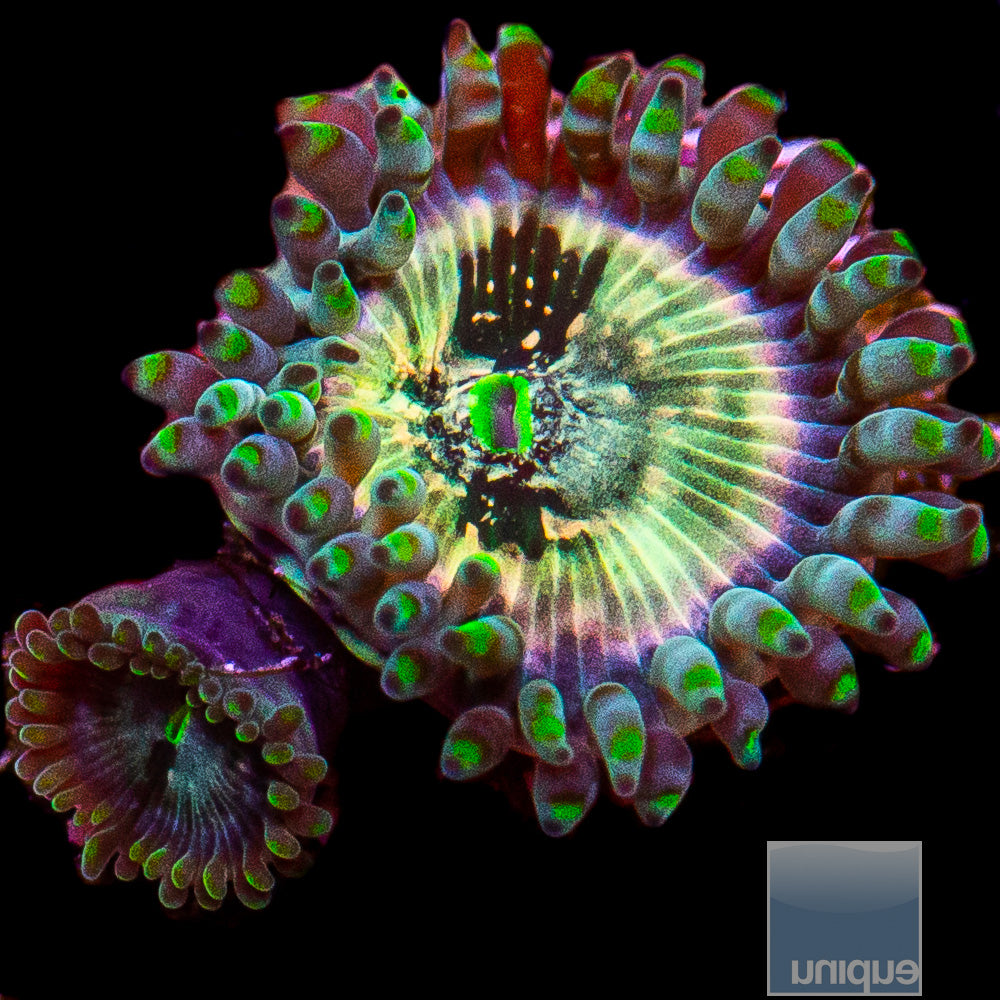 Hawaiian People Eater Zoa-WYSIWYG