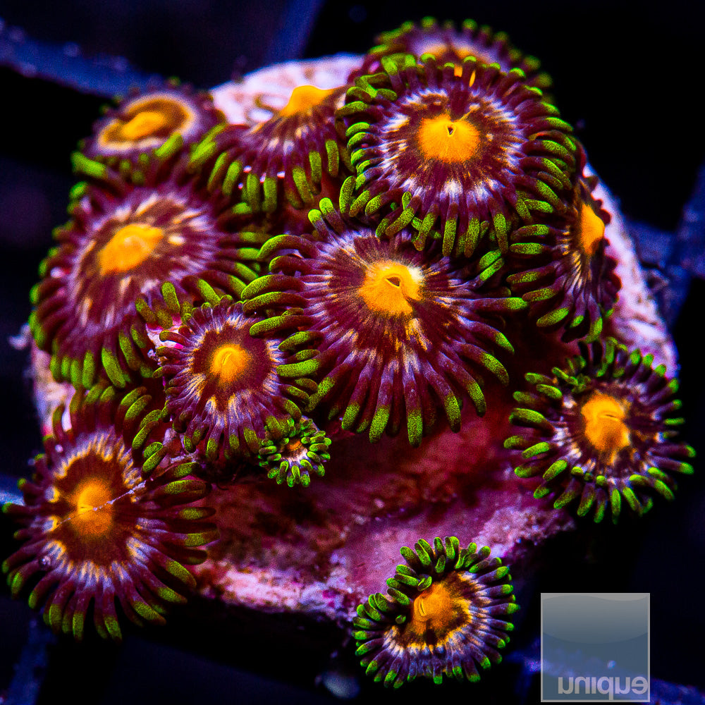 Nirvana Zoanthid Colony-WYSIWYG