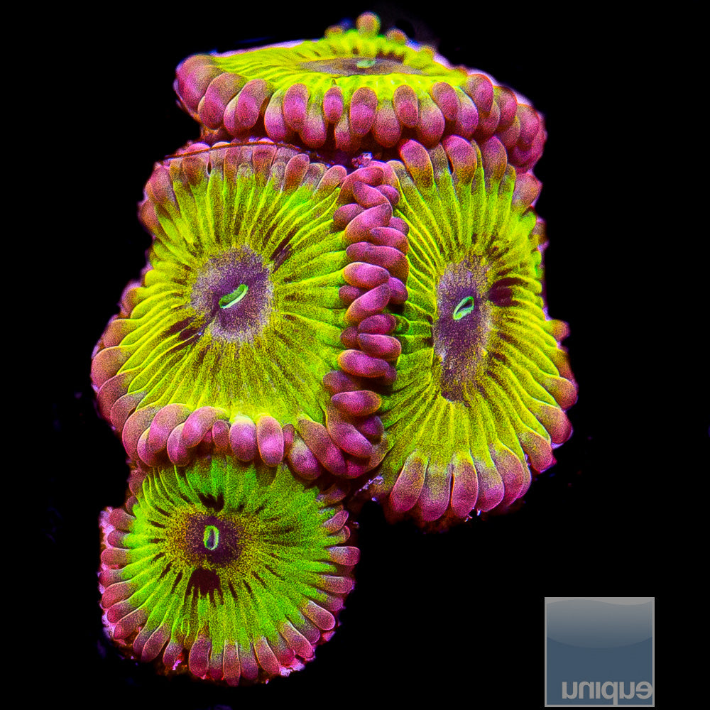 UC Chiquita Zoanthid Frag-WYSIWYG