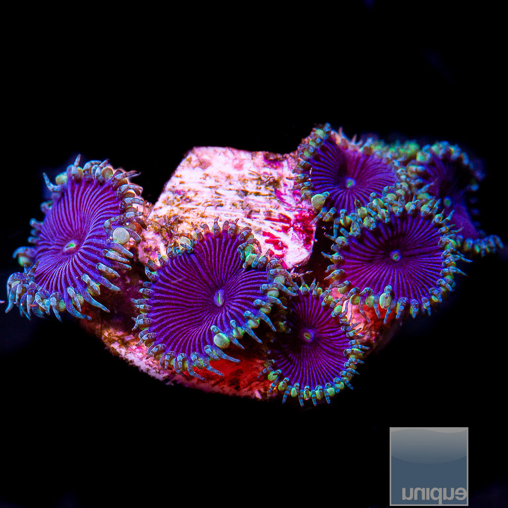 Purple Death Paly-WYSIWYG