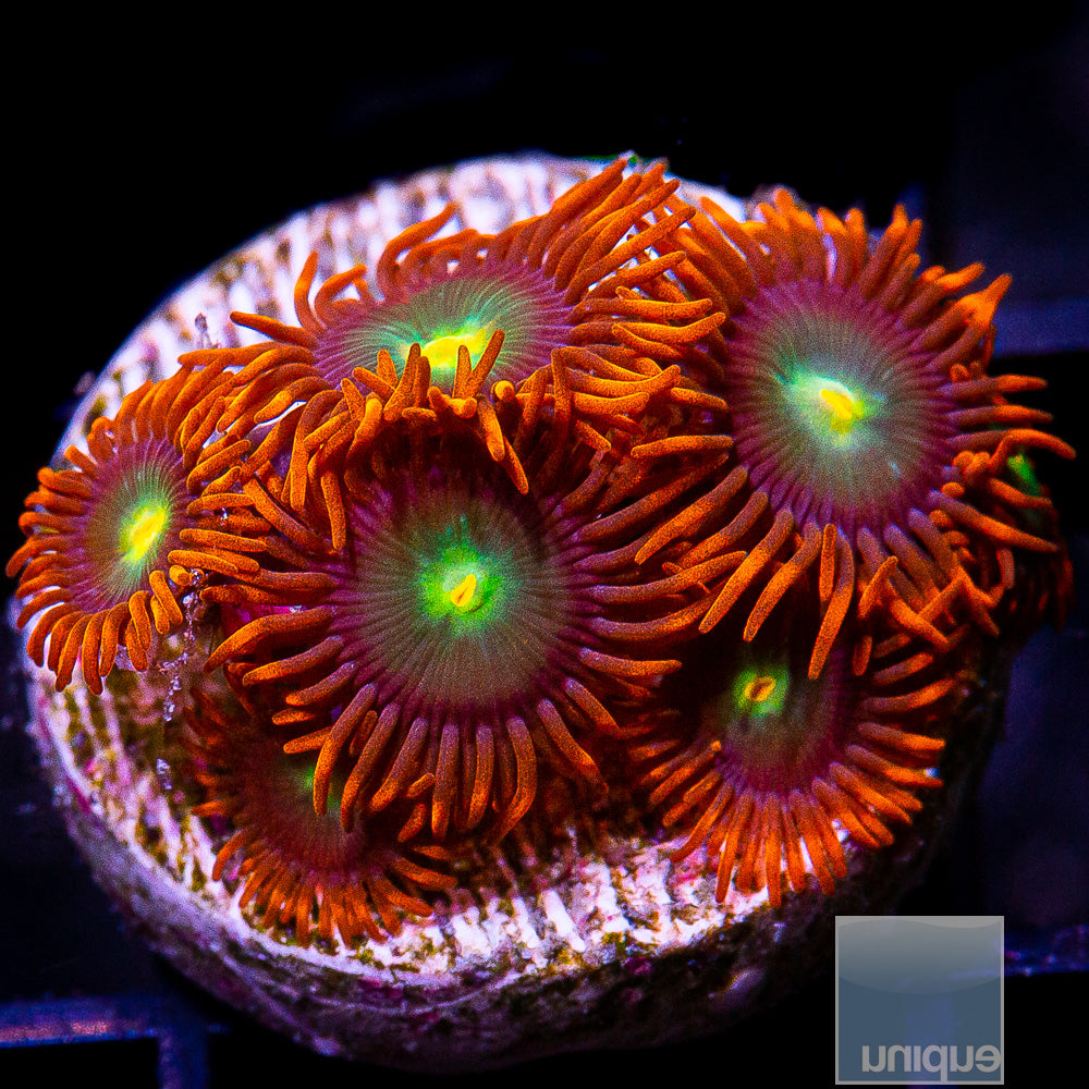 Red Skirt Zoanthid-WYSIWYG